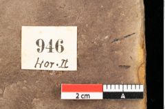 Foto (Detailsansicht) von Quercus palaeoilex Ettingshausen (NHMW-GEO-2024-0188-0946)